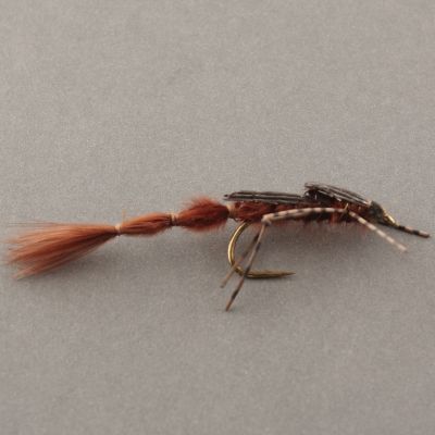 DAMSEL NYMPH BC Brown thumbnail